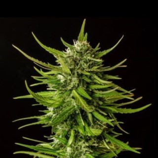 planta de marihuana: Dosidos