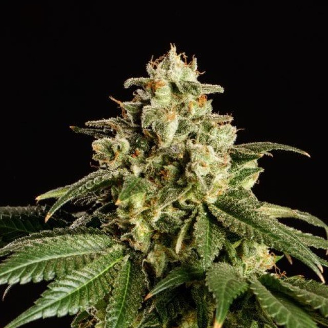 planta de marihuana: Dream Sherbet