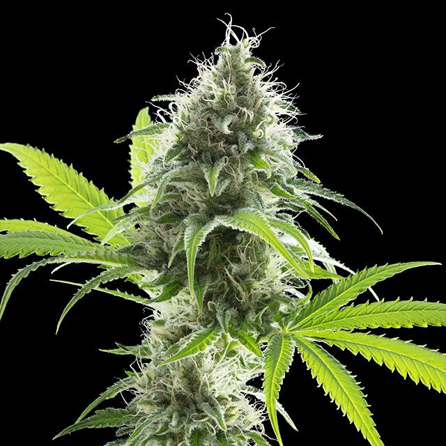 planta de marihuana: Kama Kush CBD