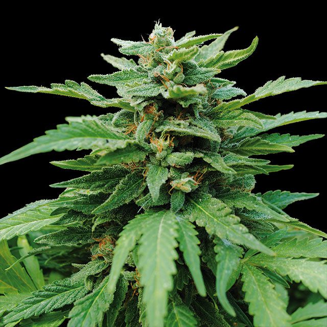 planta de marihuana: Karibbean Mango