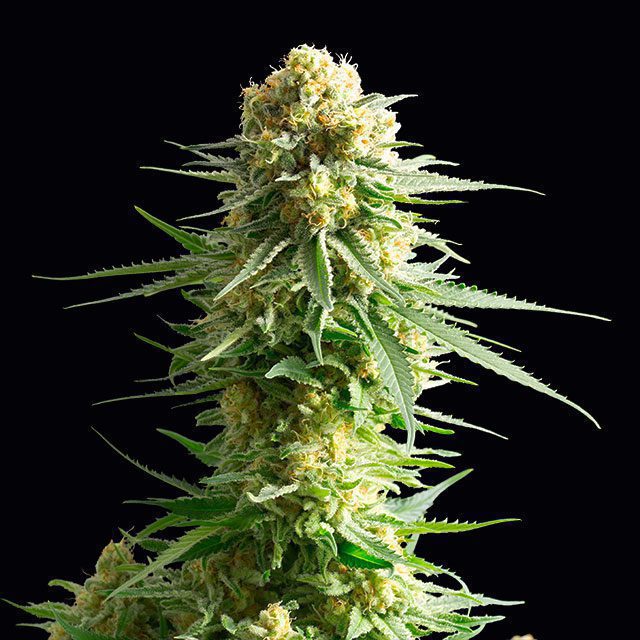 planta de marihuana: Kritikal-K