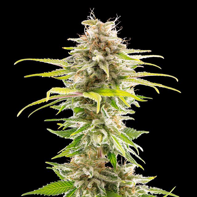 planta de marihuana: Super OG Kush